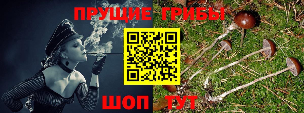 Красноярск  Галлюциногенные грибы Psilocybine cubensis  Вход с VPN 